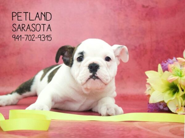 English Bulldog — adopted from Dreamtails