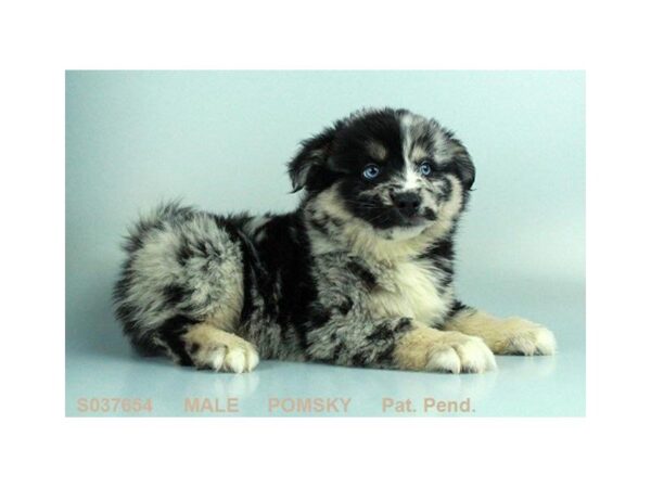 Pomsky — adopted from Dreamtails