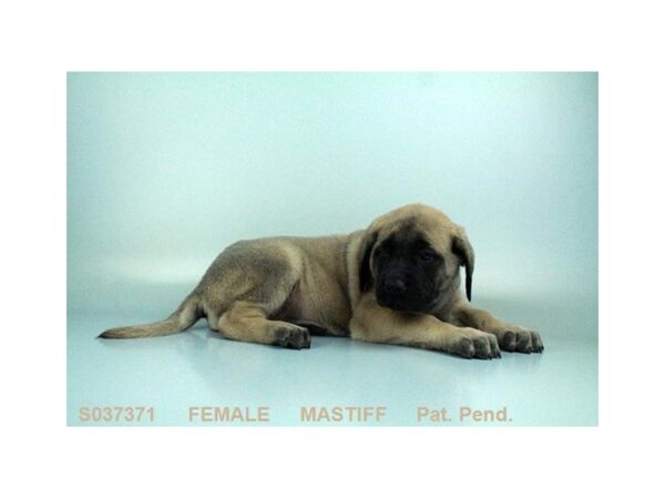 English Mastiff — adopted from Dreamtails