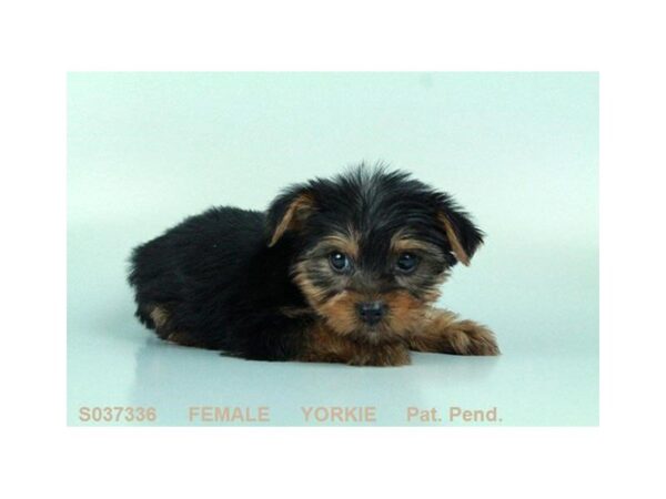 Yorkshire Terrier-DOG-Female-BLK & TN-23788-Dream Tails Sarasota, Florida