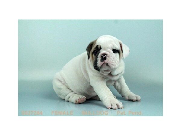 English Bulldog — adopted from Dreamtails