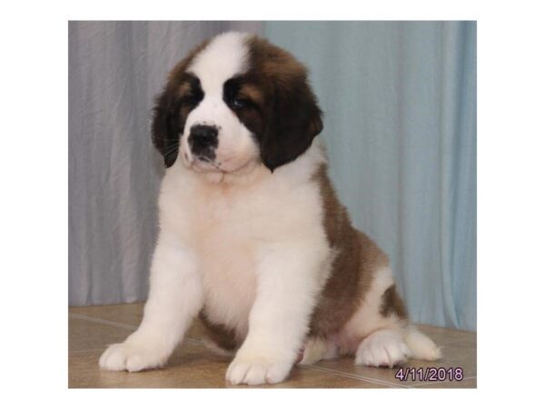 Saint Bernard — adopted from Dreamtails