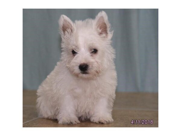West Highland White Terrier — adopted from Dreamtails