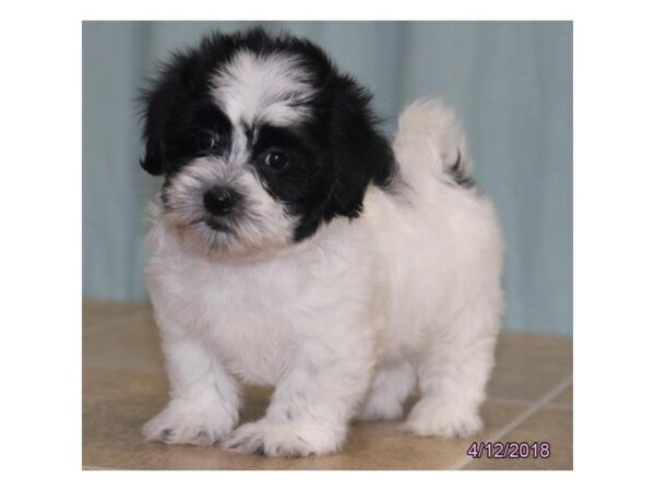 Coton De Tulear — adopted from Dreamtails