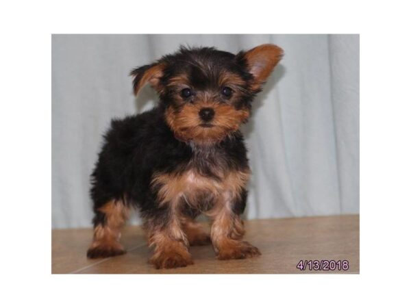 Yorkshire Terrier — adopted from Dreamtails