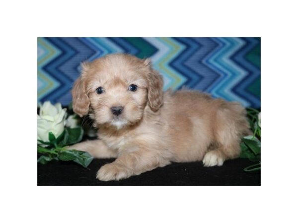Miniature Goldendoodle — adopted from Dreamtails
