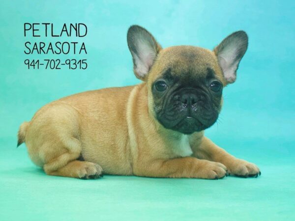 French Bulldog — adopted from Dreamtails