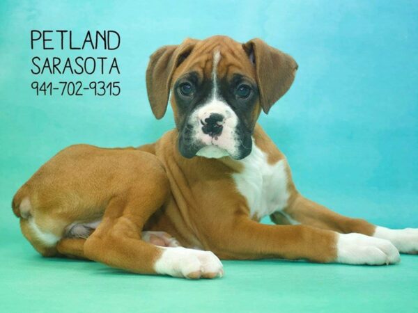 Boxer-DOG-Female-Fawn-23783-Dream Tails Sarasota, Florida