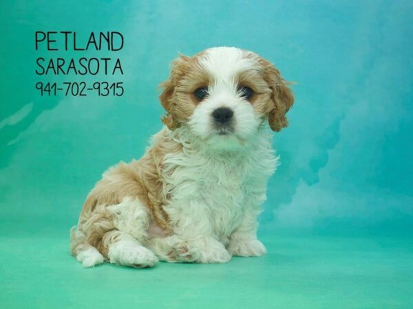 Cavapoo — adopted from Dreamtails