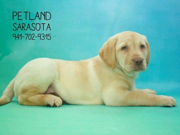 Labrador Retriever — adopted from Dreamtails