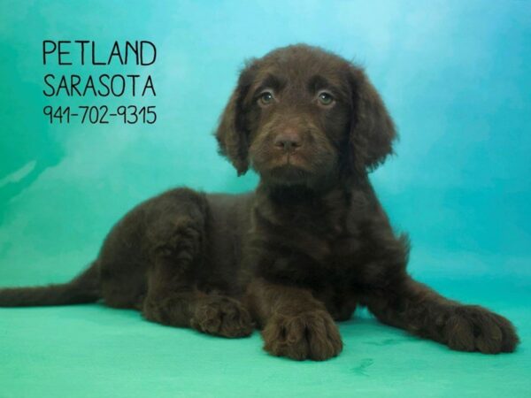 Labradoodle-DOG-Female-Chocolate-23794-Dream Tails Sarasota, Florida
