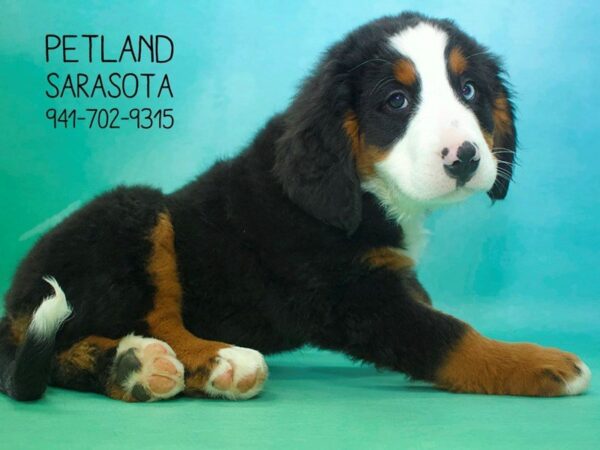 Bernese Mountain Dog — adopted from Dreamtails