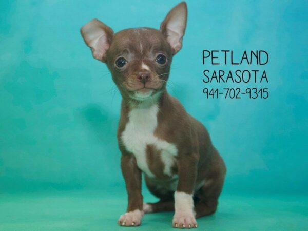 Chihuahua-DOG-Female-Fawn-23808-Dream Tails Sarasota, Florida