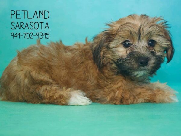 Yorkichon-DOG-Female-Beige-23809-Dream Tails Sarasota, Florida