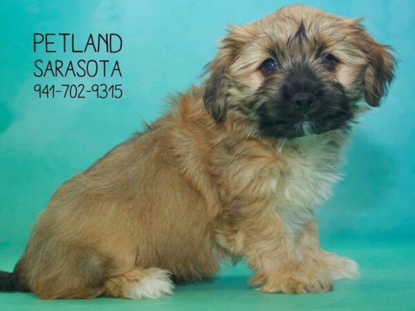 Yorkichon-DOG-Male-Beige-23810-Dream Tails Sarasota, Florida