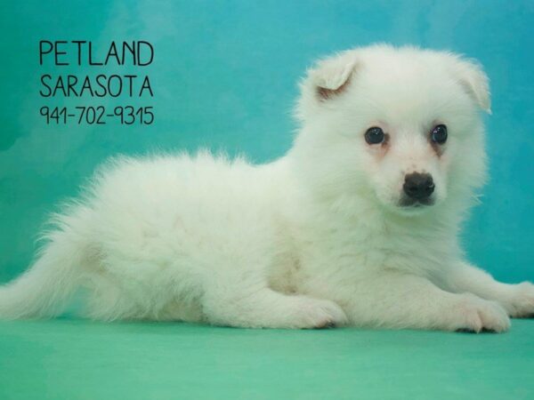 American Eskimo-DOG-Male-WHITE-23812-Dream Tails Sarasota, Florida