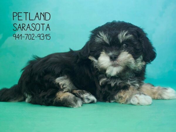 Lhasa Apso-DOG-Female-Black Tan-23813-Dream Tails Sarasota, Florida