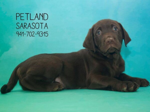 Labrador Retriever-DOG-Male-Chocolate-23814-Dream Tails Sarasota, Florida