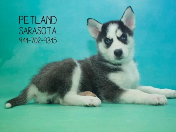 Siberian Husky-DOG-Female-BLK WHITE-23817-Dream Tails Sarasota, Florida