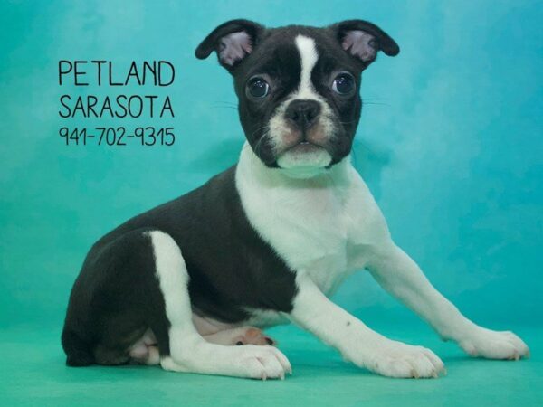 Boston Terrier-DOG-Female-BLK WHITE-23815-Dream Tails Sarasota, Florida