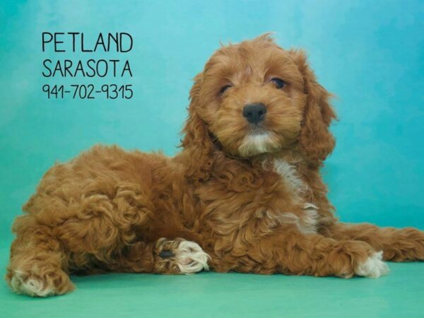 Cockapoo — adopted from Dreamtails
