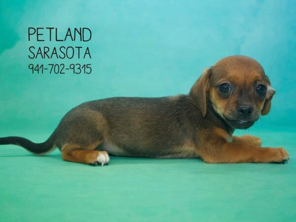 Chaweenie-DOG-Female-Fawn White-23818-Dream Tails Sarasota, Florida