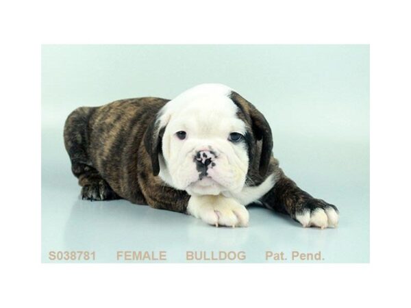 English Bulldog-DOG-Female-RD BRDL:WH MKGS-23822-Dream Tails Sarasota, Florida
