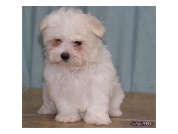 Maltese-DOG-Female-White-23836-Dream Tails Sarasota, Florida