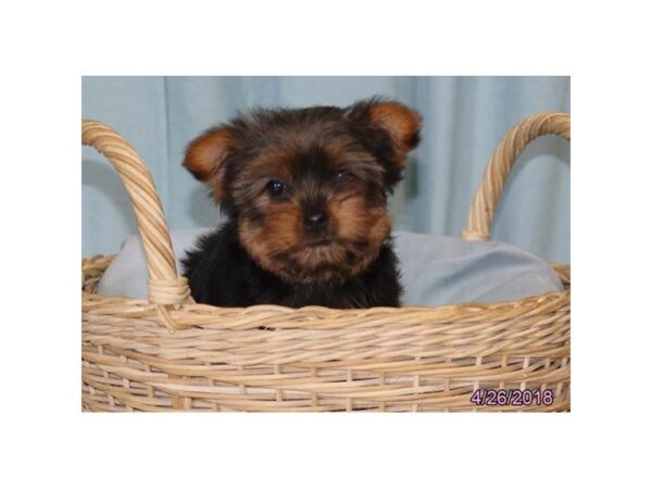 Yorkshire Terrier-DOG-Female-Black / Tan-23839-Dream Tails Sarasota, Florida
