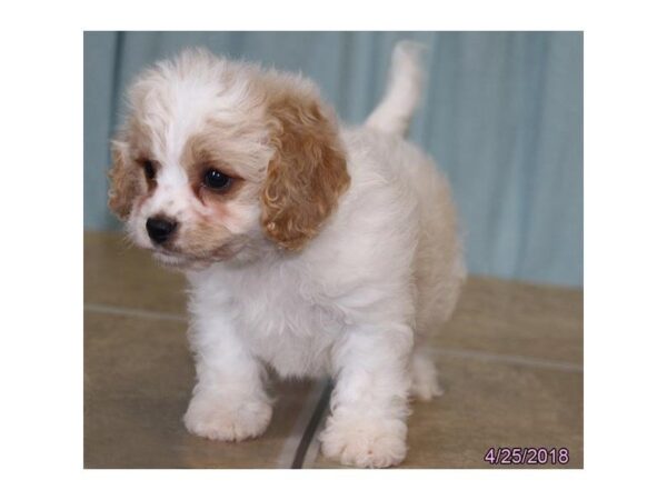Cavachon — adopted from Dreamtails