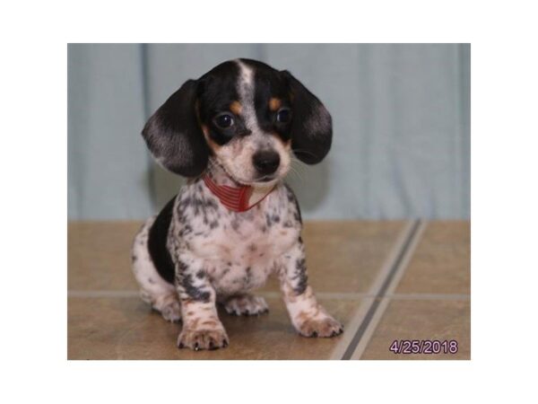 Dachshund — adopted from Dreamtails