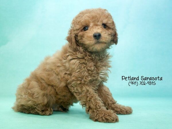 Poodle — adopted from Dreamtails