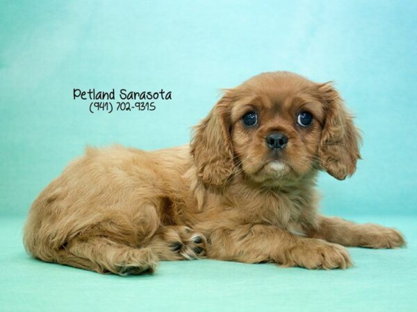 Cavalier King Charles Spaniel-DOG-Female-RUBY-23833-Dream Tails Sarasota, Florida