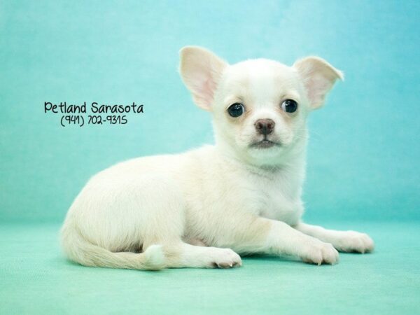 Chihuahua-DOG-Female-fawn white-23832-Dream Tails Sarasota, Florida