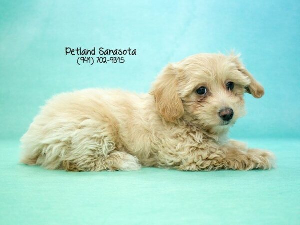 Malti Poo — adopted from Dreamtails