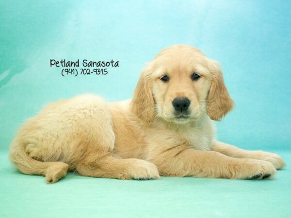 Golden Retriever — adopted from Dreamtails