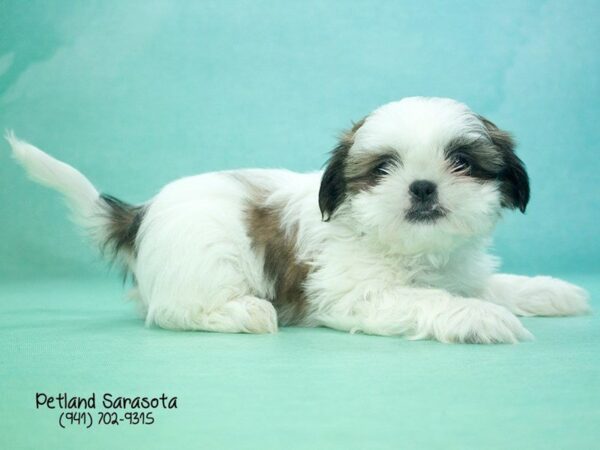 Shih Tzu-DOG-Male-brown white-23826-Dream Tails Sarasota, Florida