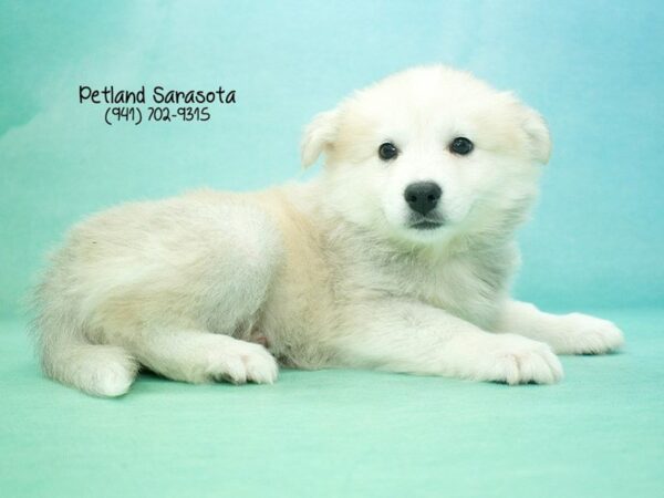 Huskimo-DOG-Female-Silver White-23825-Dream Tails Sarasota, Florida