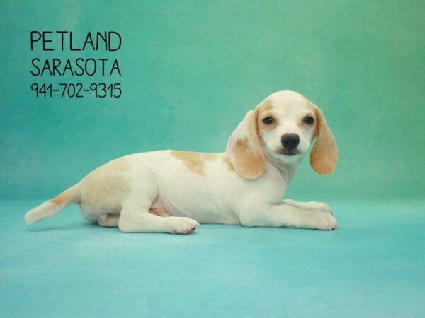 Dachshund-DOG-Female-Fawn-23844-Dream Tails Sarasota, Florida