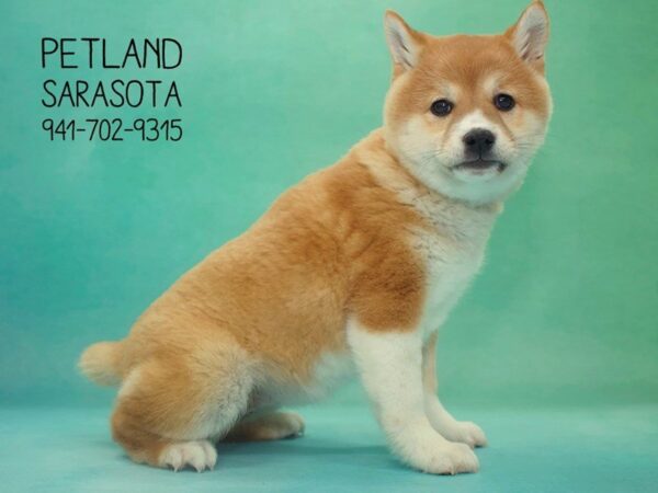 Shiba Inu-DOG-Female-rd-23845-Dream Tails Sarasota, Florida