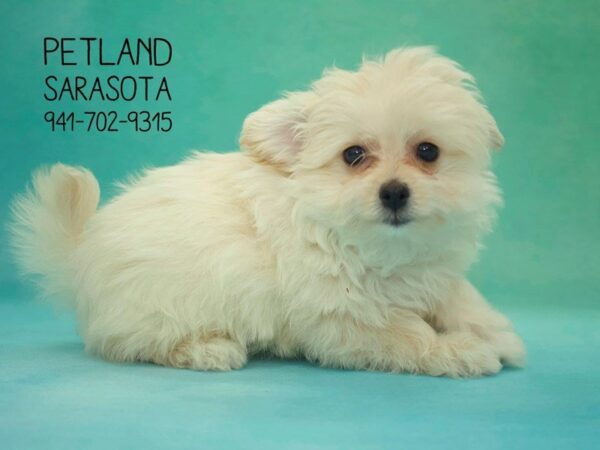 Pomapoo-DOG-Female-Cream-23850-Dream Tails Sarasota, Florida