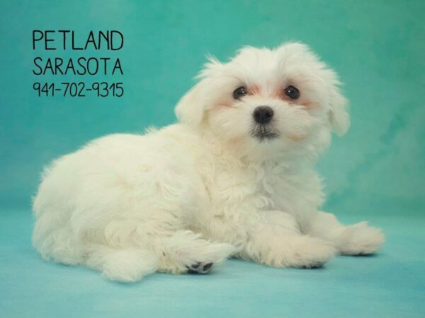Maltese — adopted from Dreamtails