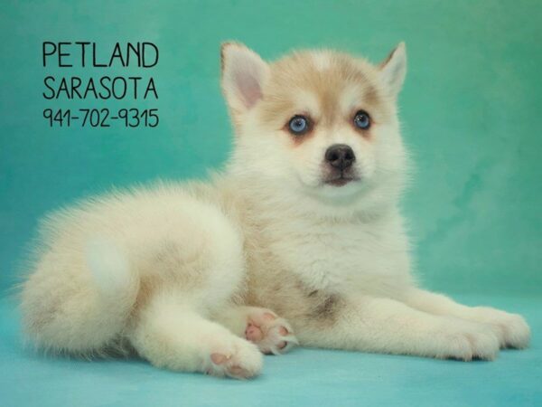 Pomsky-DOG-Male-CR & WH:MRL MKGS-23853-Dream Tails Sarasota, Florida