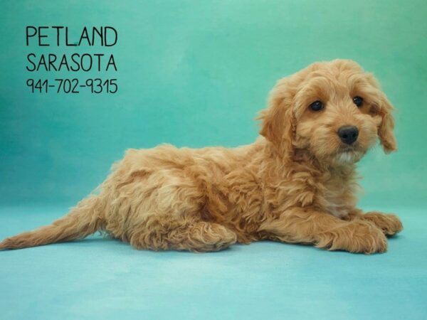 Miniature Goldendoodle-DOG-Female-GLDN-23854-Dream Tails Sarasota, Florida
