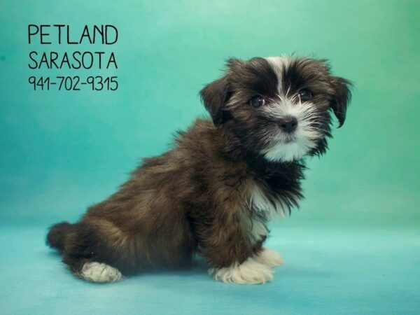 Havanese-DOG-Female-RD SBL:WH MKGS-23855-Dream Tails Sarasota, Florida