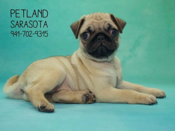 Pug-DOG-Female-FN-23856-Dream Tails Sarasota, Florida