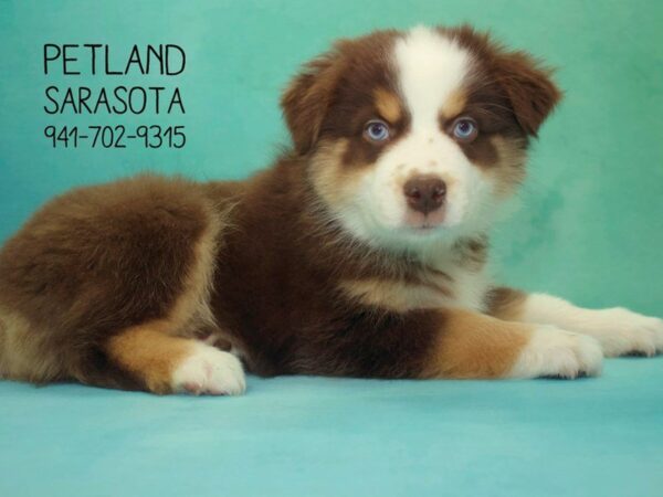 Australian Shepherd the Australian Shepherd — adopted from Dream Tails By Petland