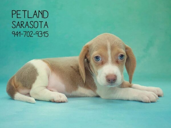Beagle-DOG-Female-BL TN & WH-23858-Dream Tails Sarasota, Florida