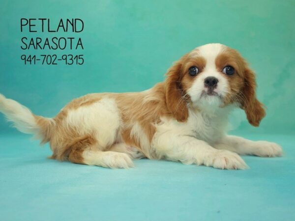 Cavalier King Charles-DOG-Female-BHEIM-23860-Dream Tails Sarasota, Florida