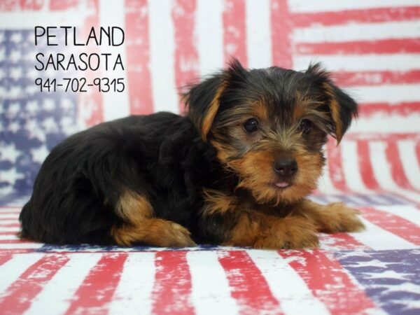 Yorkshire Terrier-DOG-Female-Black Tan-23862-Dream Tails Sarasota, Florida